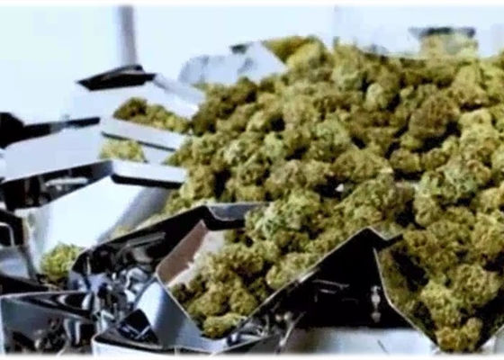 Una marijuana da 50 grammi germoglia pesatore della bascula di Multihead il micro