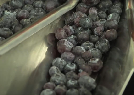 Bascula della frutta di Multihead per la macchina di rifornimento fragile dell'alimento del mirtillo